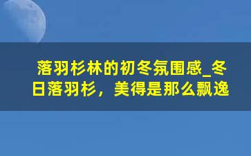 落羽杉林的初冬氛围感_冬日落羽杉，美得是那么飘逸